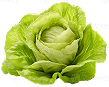 Crisp Green Lettuce